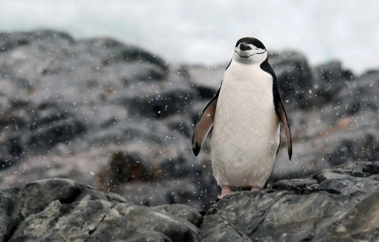 Photo wallpaper rocks, Antarctica, relaxing, penguin