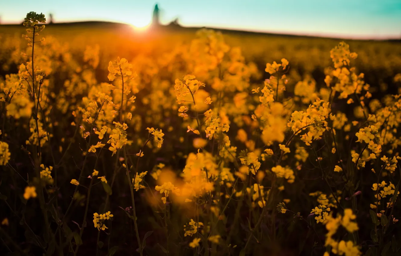 Photo wallpaper light, sunset, nature, rape