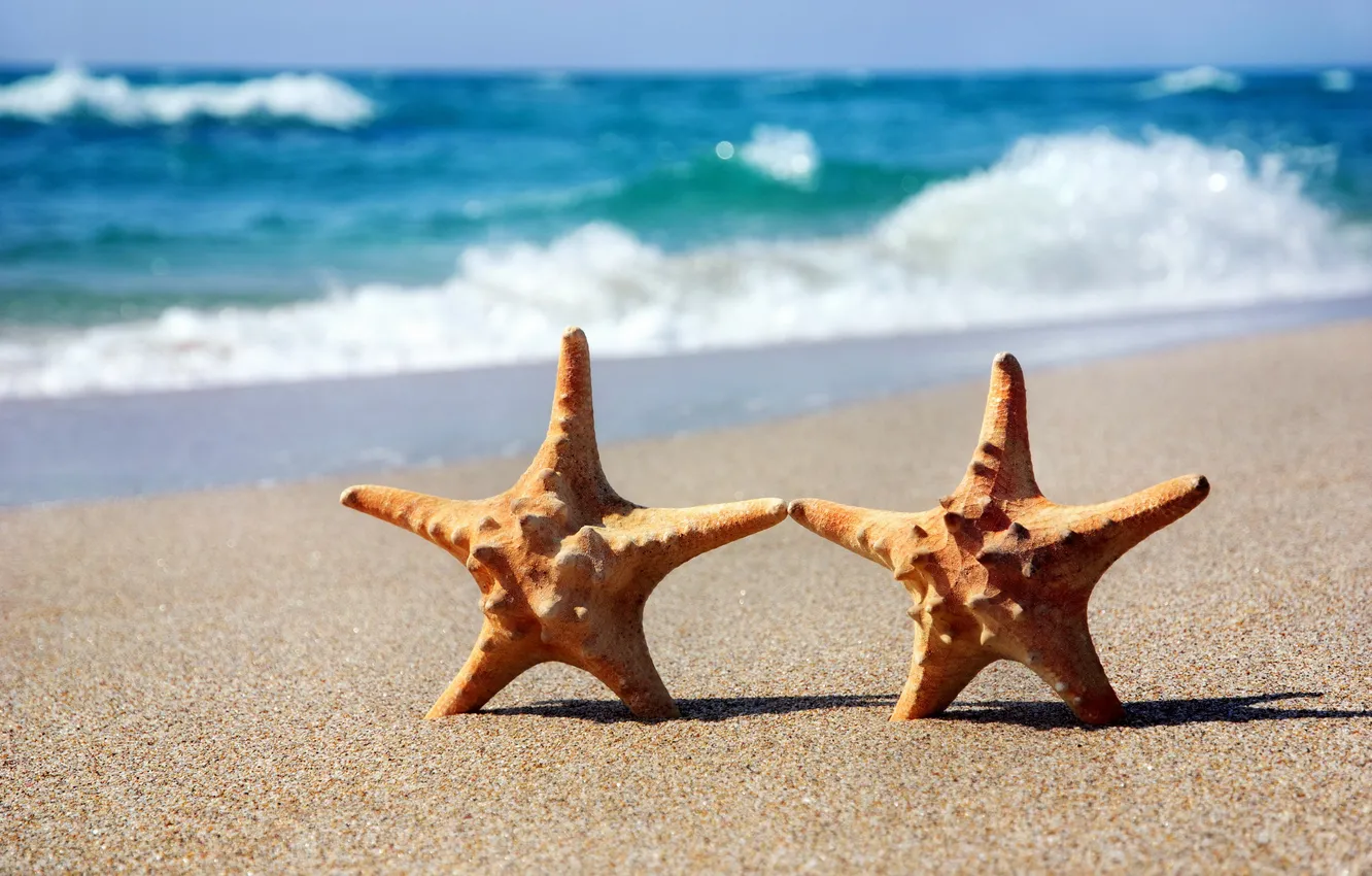 Photo wallpaper sand, sea, beach, starfish, summer, beach, sea, sand