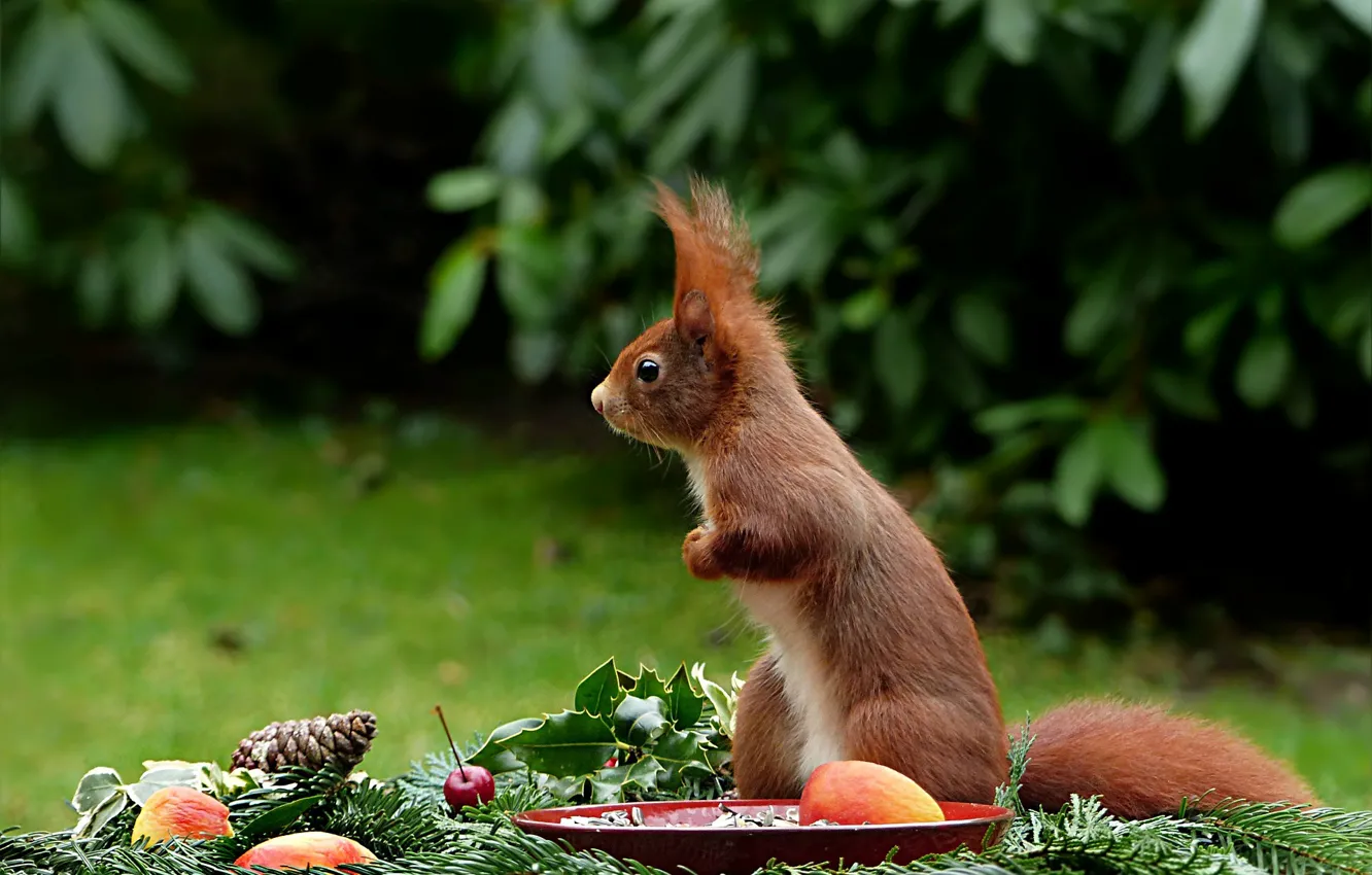 Photo wallpaper background, protein, stock