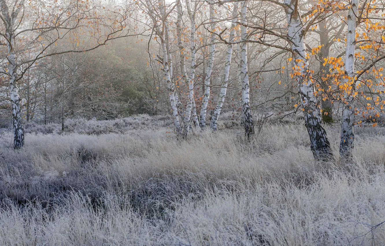 Photo wallpaper winter, frost, birch