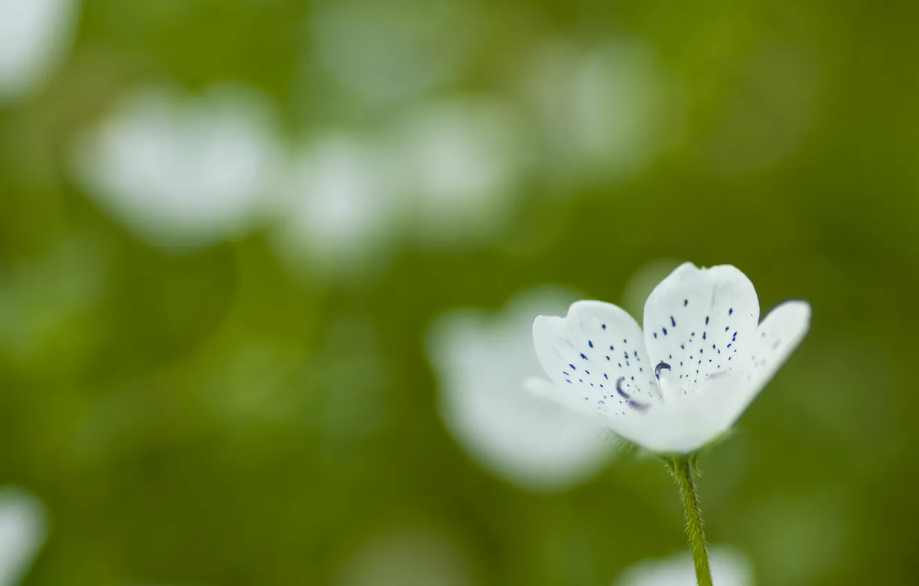 Photo wallpaper greens, white, summer, macro, flowers, nature, green, glade