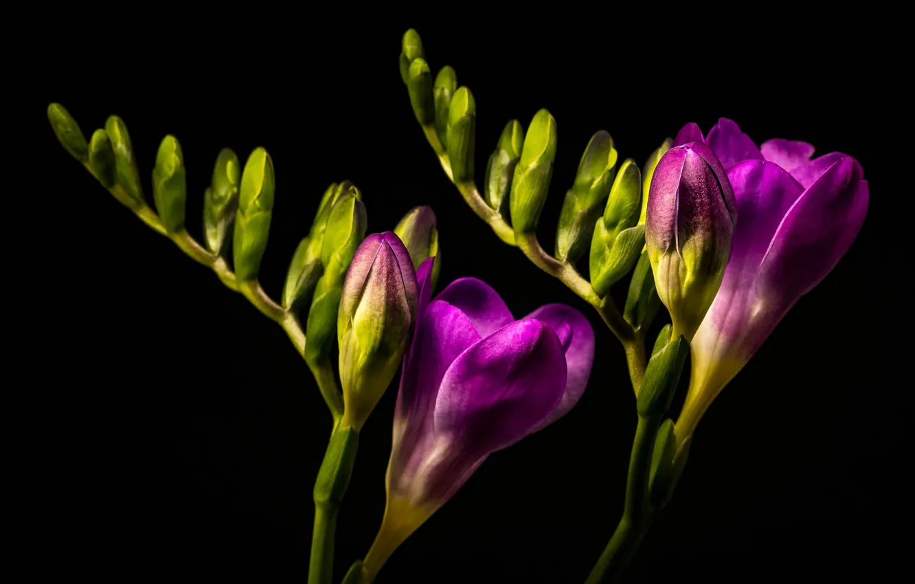 Photo wallpaper macro, purple, freesia