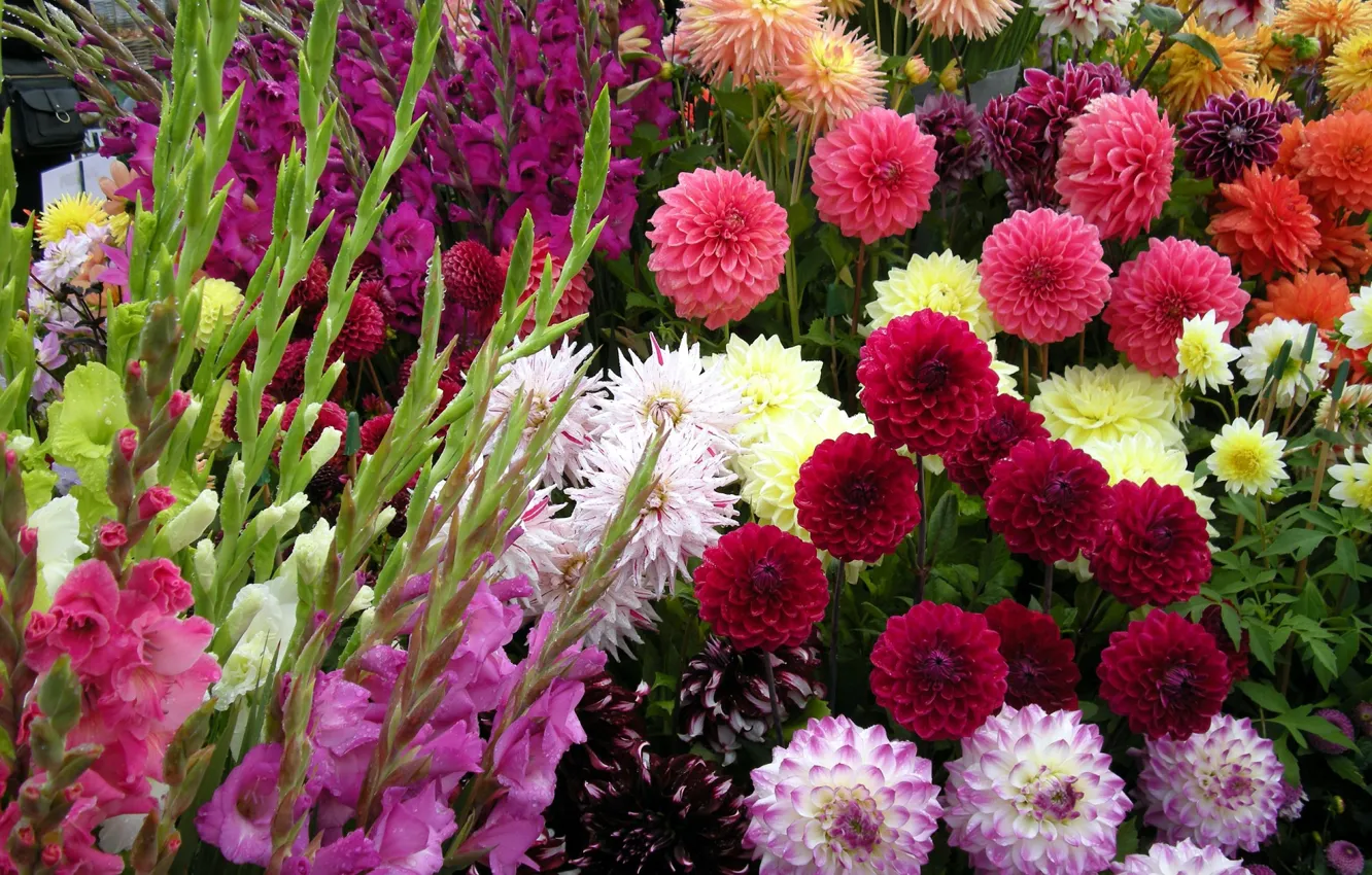Photo wallpaper bouquet, gladiolus, water drops, dahlias