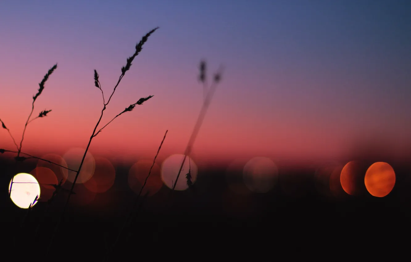Photo wallpaper lights, grass, twilight, sunset, dusk, globes