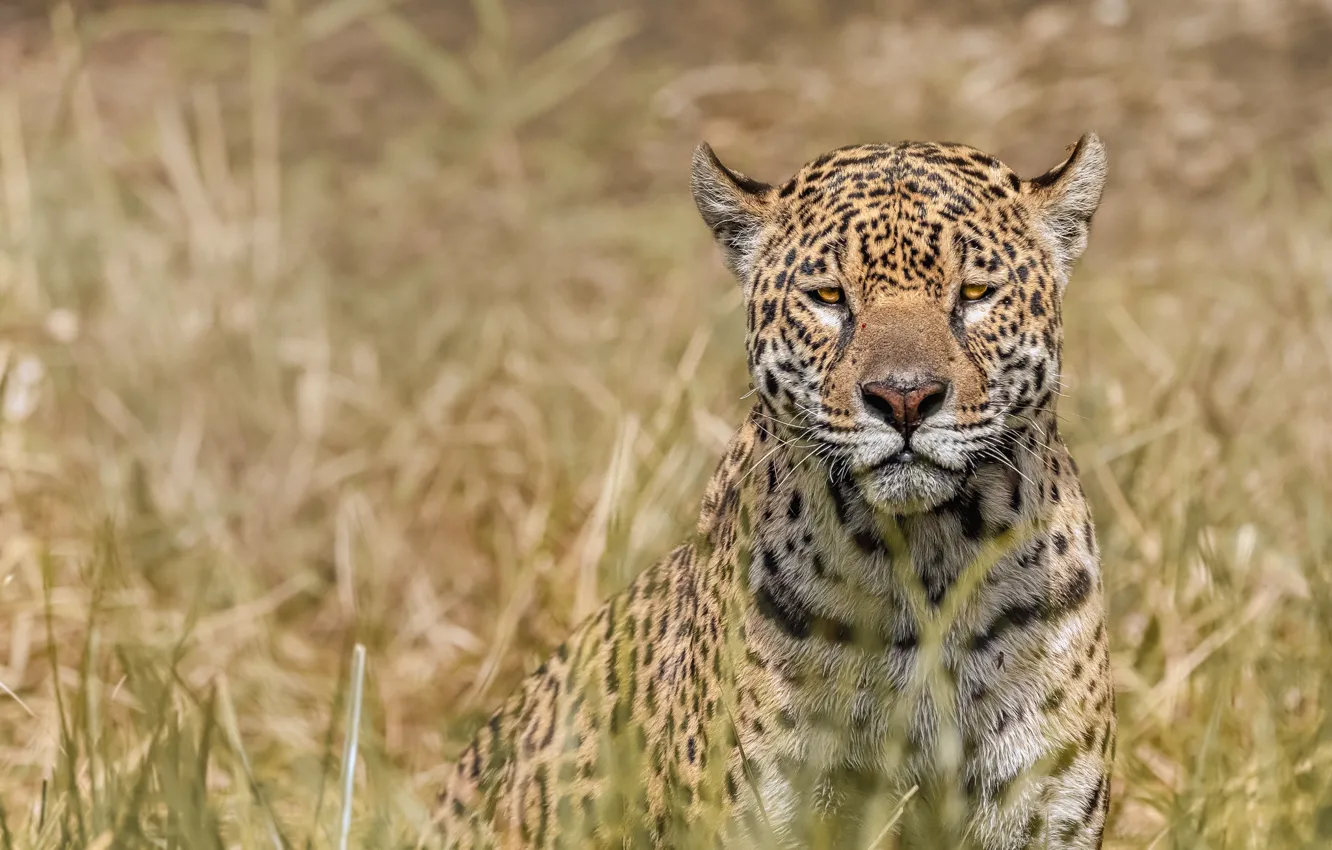 Photo wallpaper look, face, predator, Jaguar, wild cat, bokeh