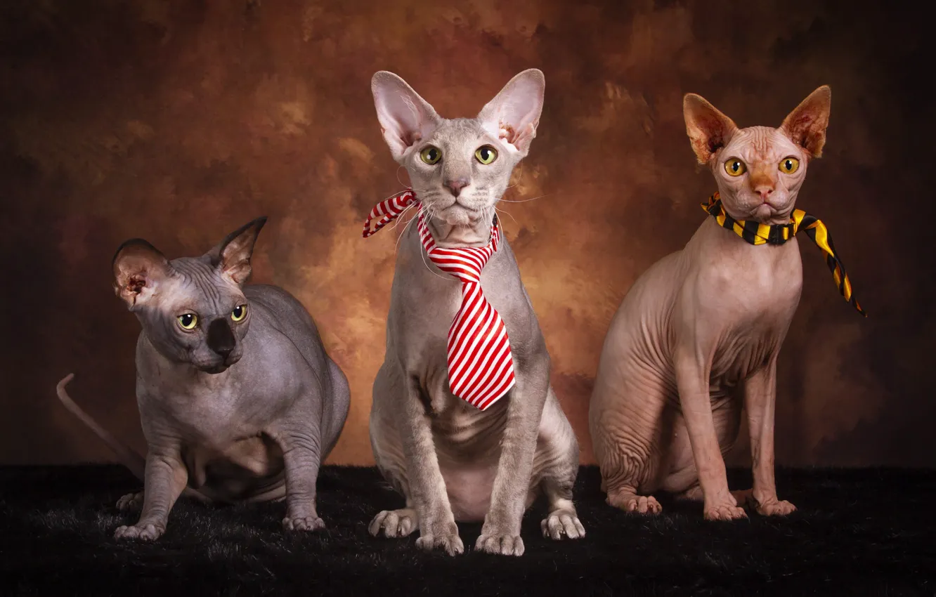 Photo wallpaper cat, cat, look, cats, pose, the dark background, cats, tie