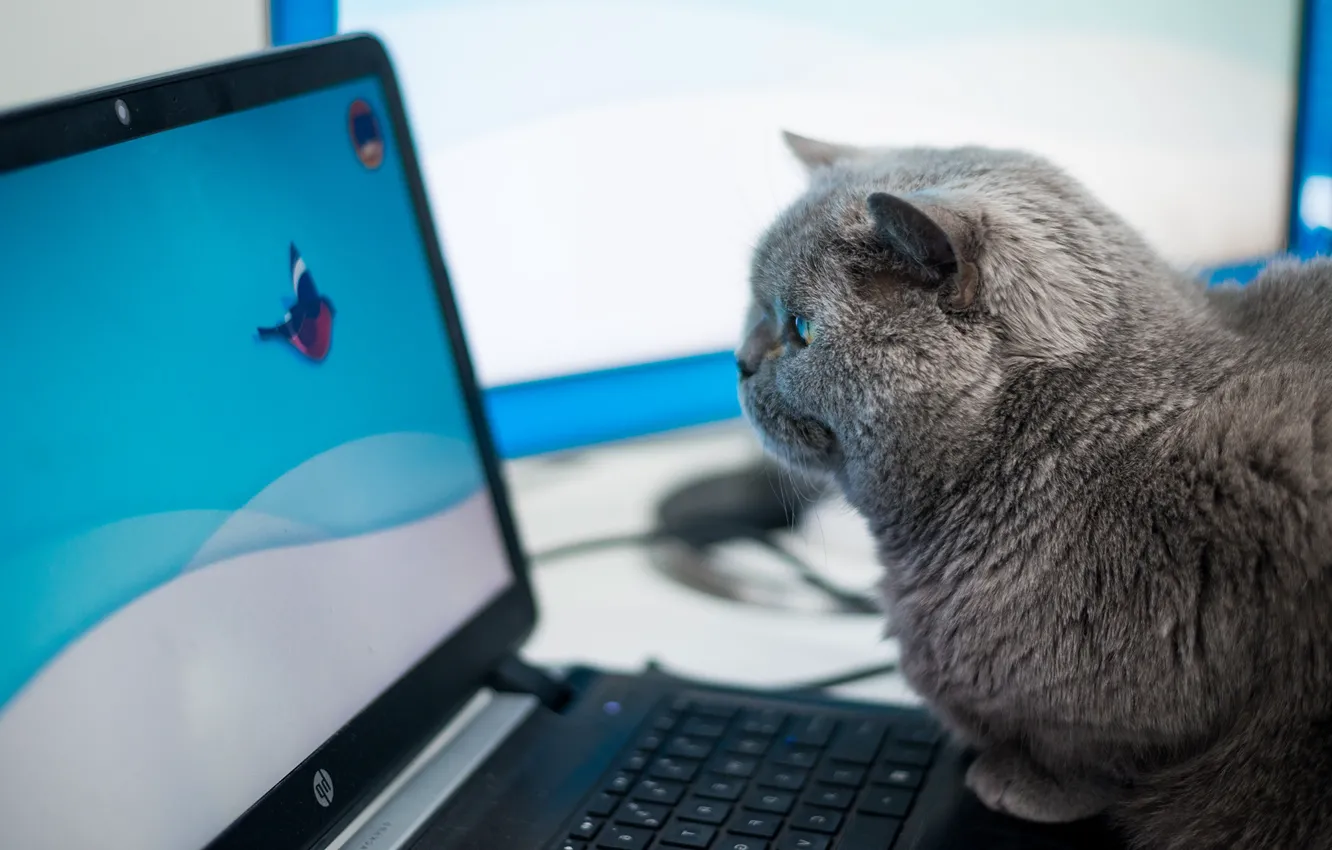 Photo wallpaper cat, computer, cat, look, interest, grey, the game, the plot