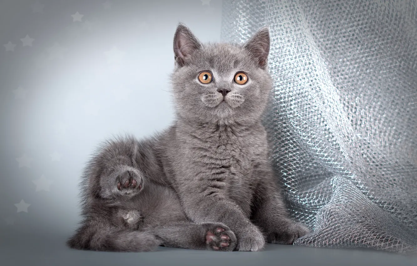 Photo wallpaper kitty, grey, cat, legs, fabric, sitting, photoshoot, British