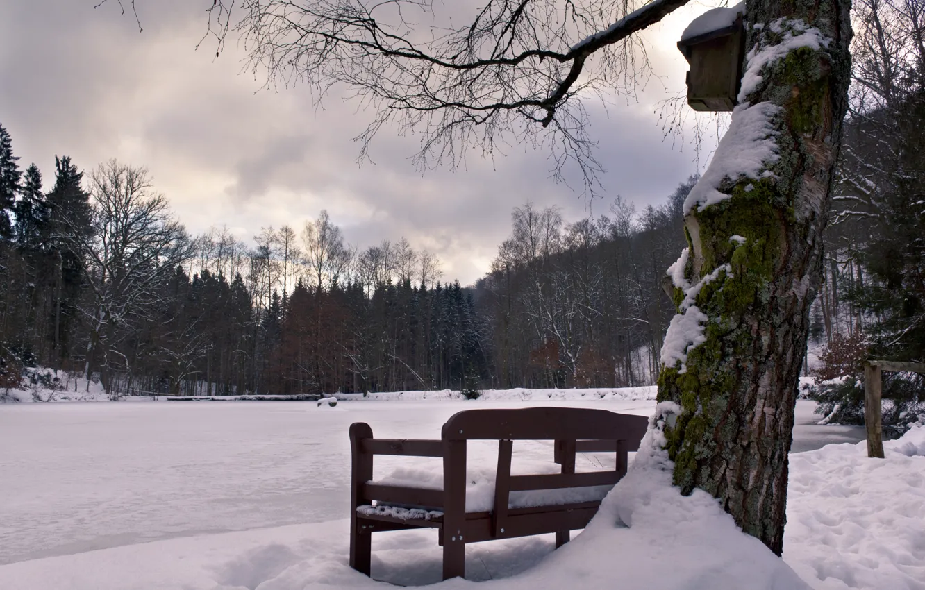 Photo wallpaper trees, snow, Seat