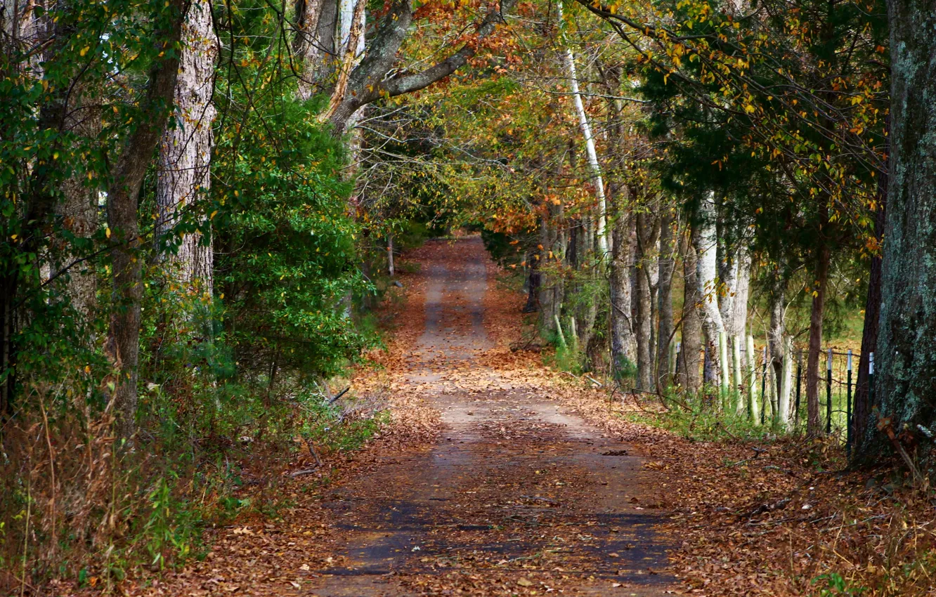 Photo wallpaper road, forest, trees, foliage, calm