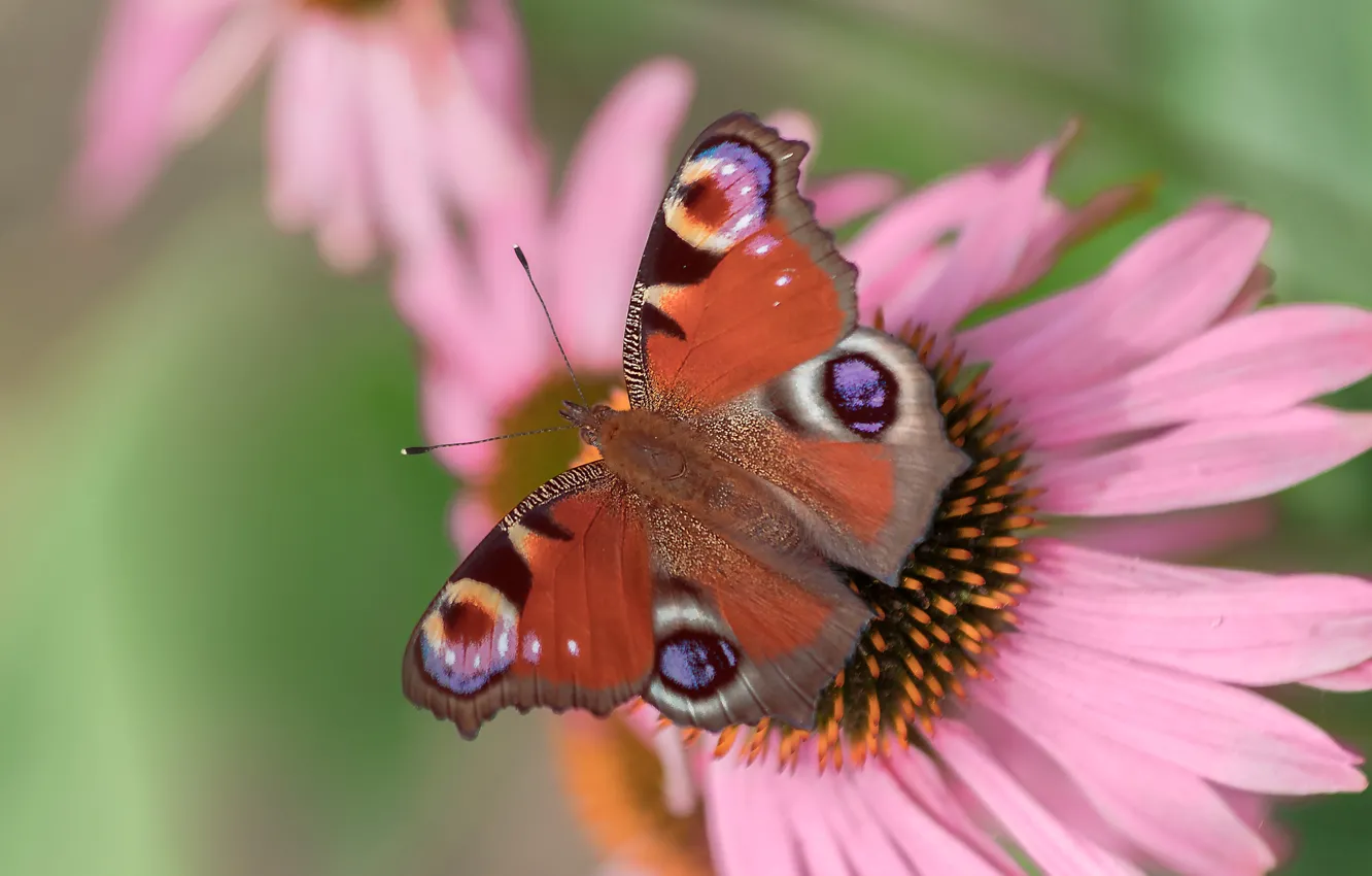 Photo wallpaper macro, flowers, butterfly, pink, bokeh, Emperor moth