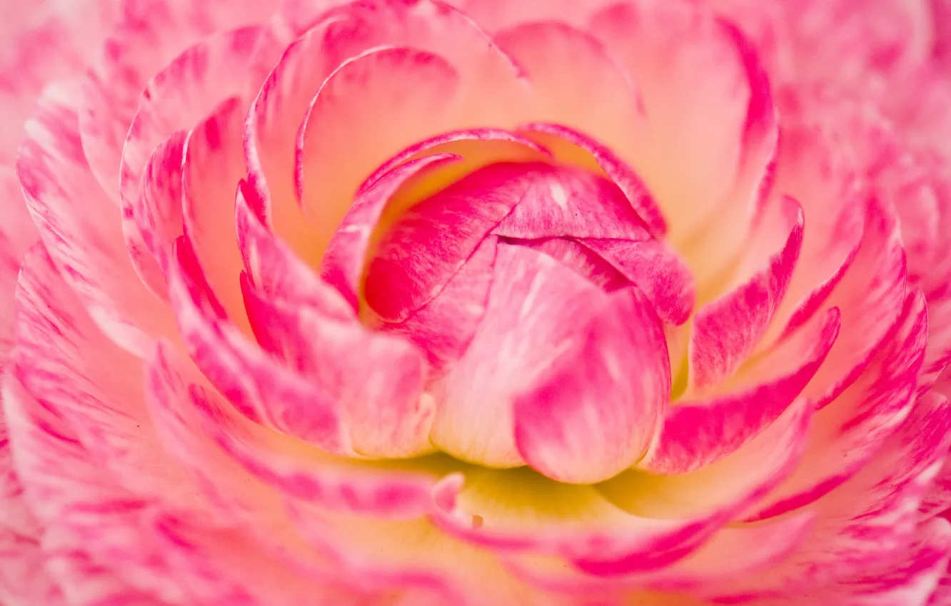 Photo wallpaper flower, macro, pink, petals