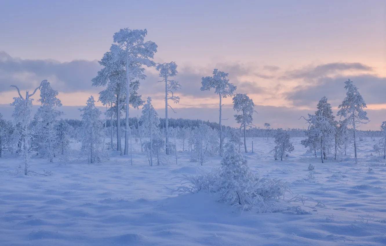 Photo wallpaper winter, snow, trees, Russia, frost, Karelia, The Kola Peninsula, Maxim Evdokimov
