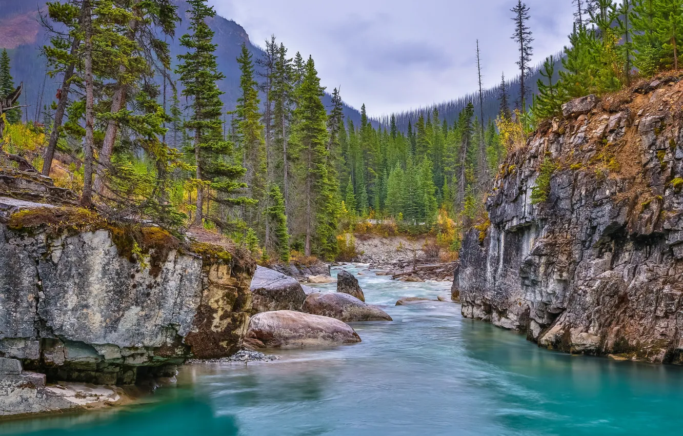 Photo wallpaper forest, trees, river, rocks, Canada, canyon, Canada, British Columbia