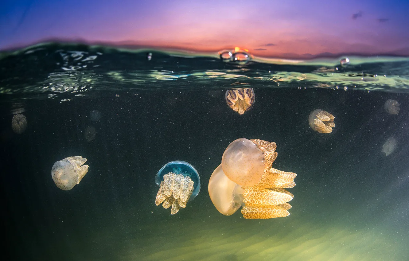 Photo wallpaper sea, the sky, nature, jellyfish