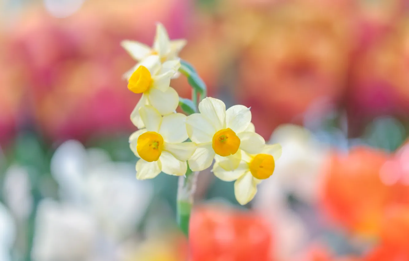 Photo wallpaper background, daffodils, bokeh