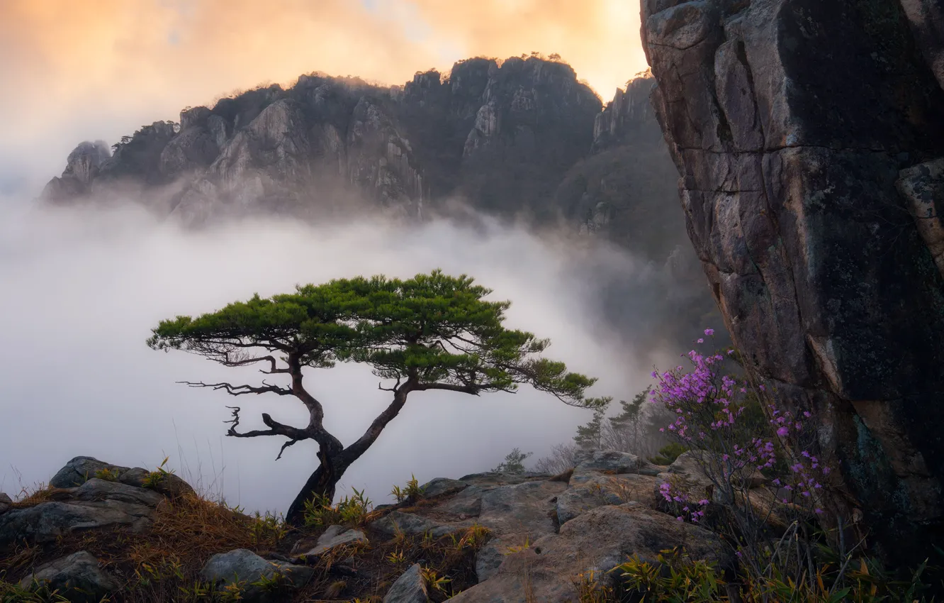Photo wallpaper grass, clouds, landscape, flowers, mountains, fog, rock, tree
