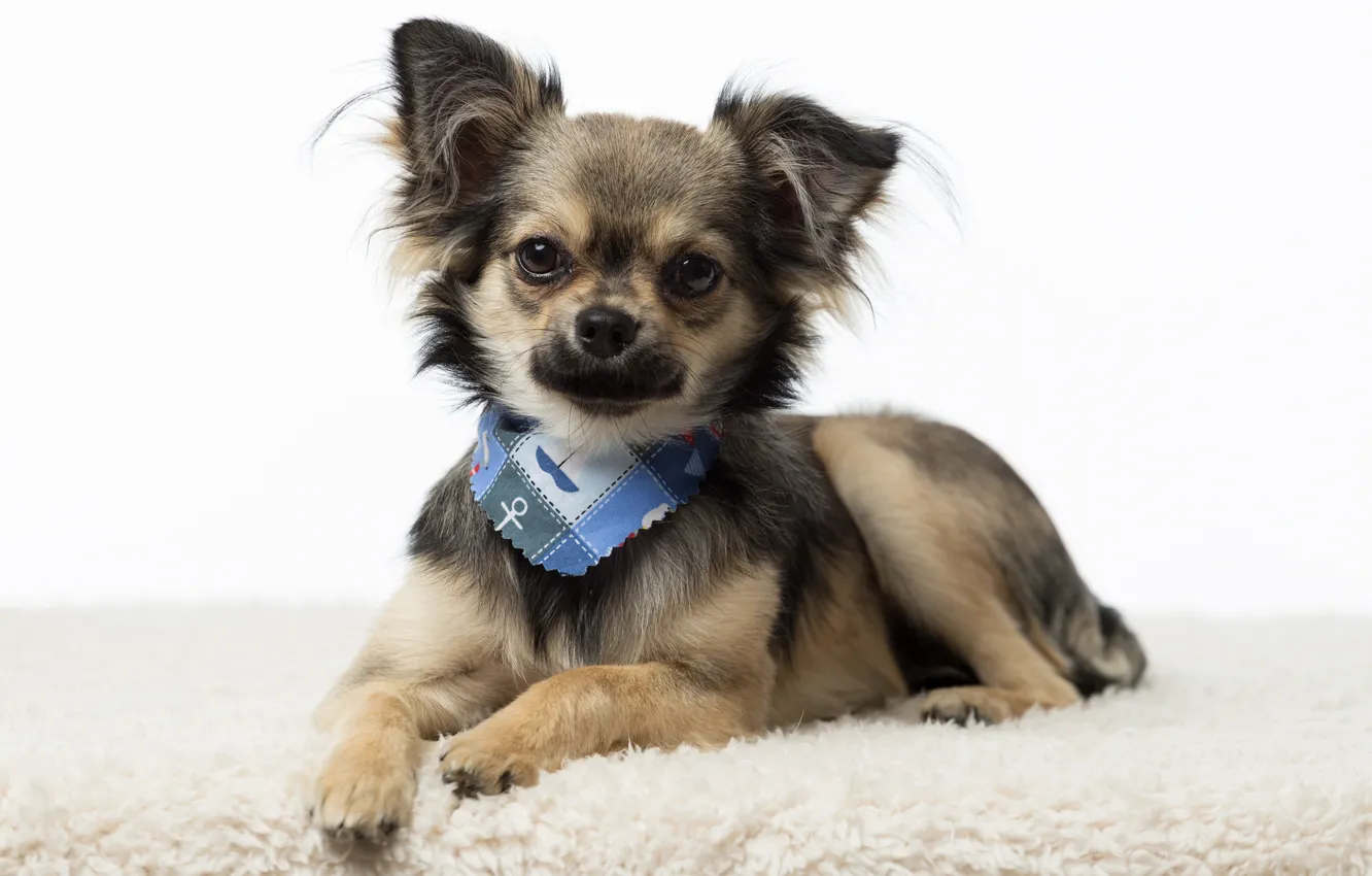 Photo wallpaper Chihuahua, breed, baby
