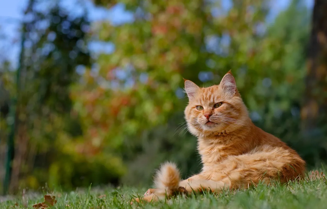 Photo wallpaper cat, look, red, red cat