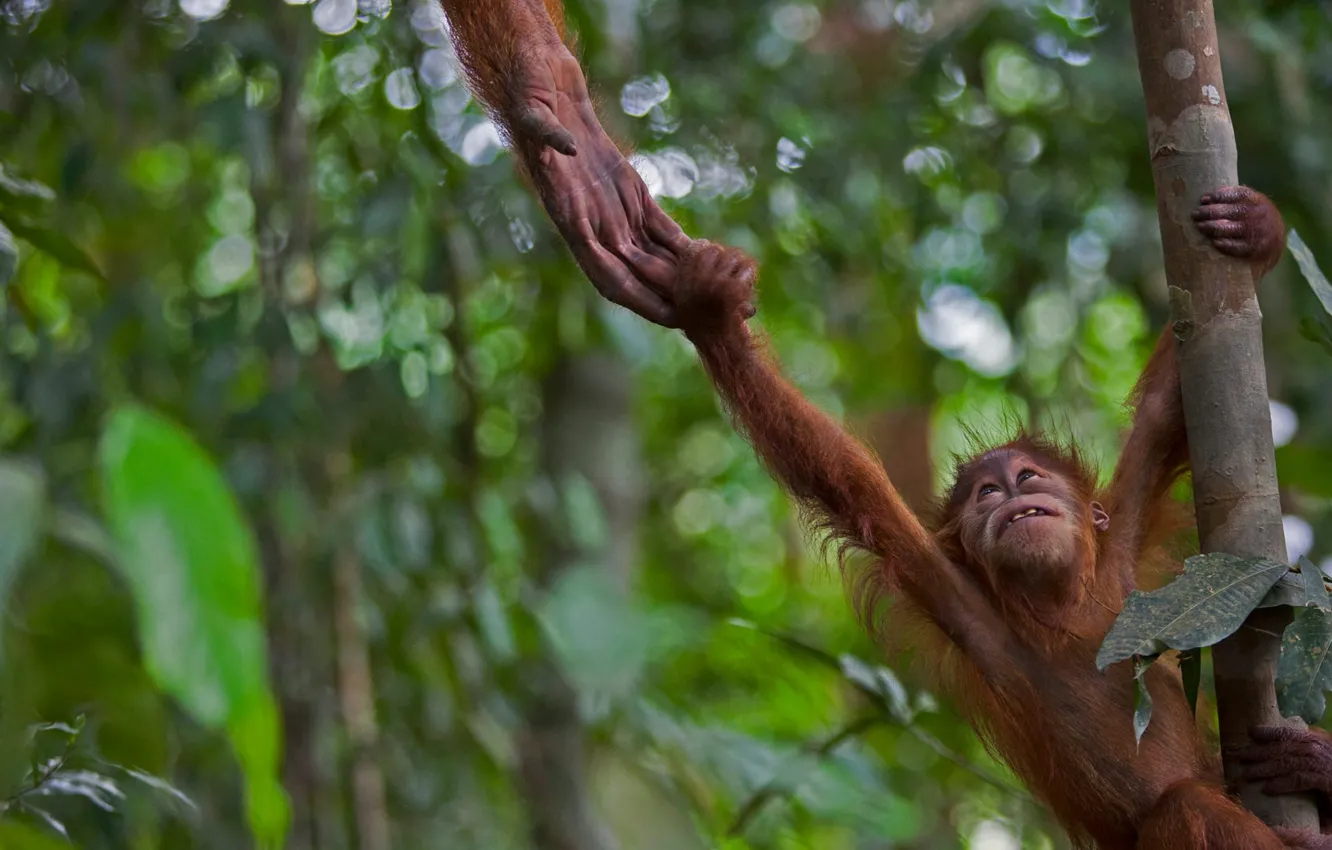Photo wallpaper Indonesia, Sumatran orangutan, Gunung Leser
