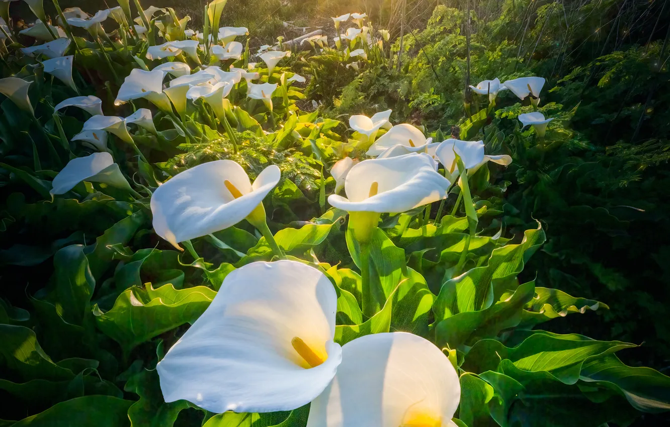 Photo wallpaper flowers, dawn, morning, white, a lot, Calla lilies