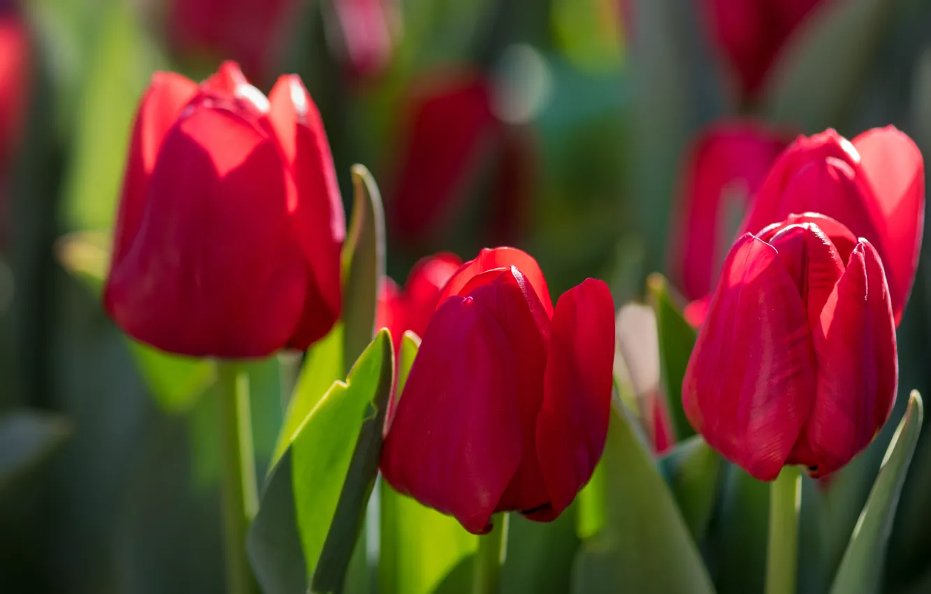 Photo wallpaper flowers, spring, tulips, red, buds, green background