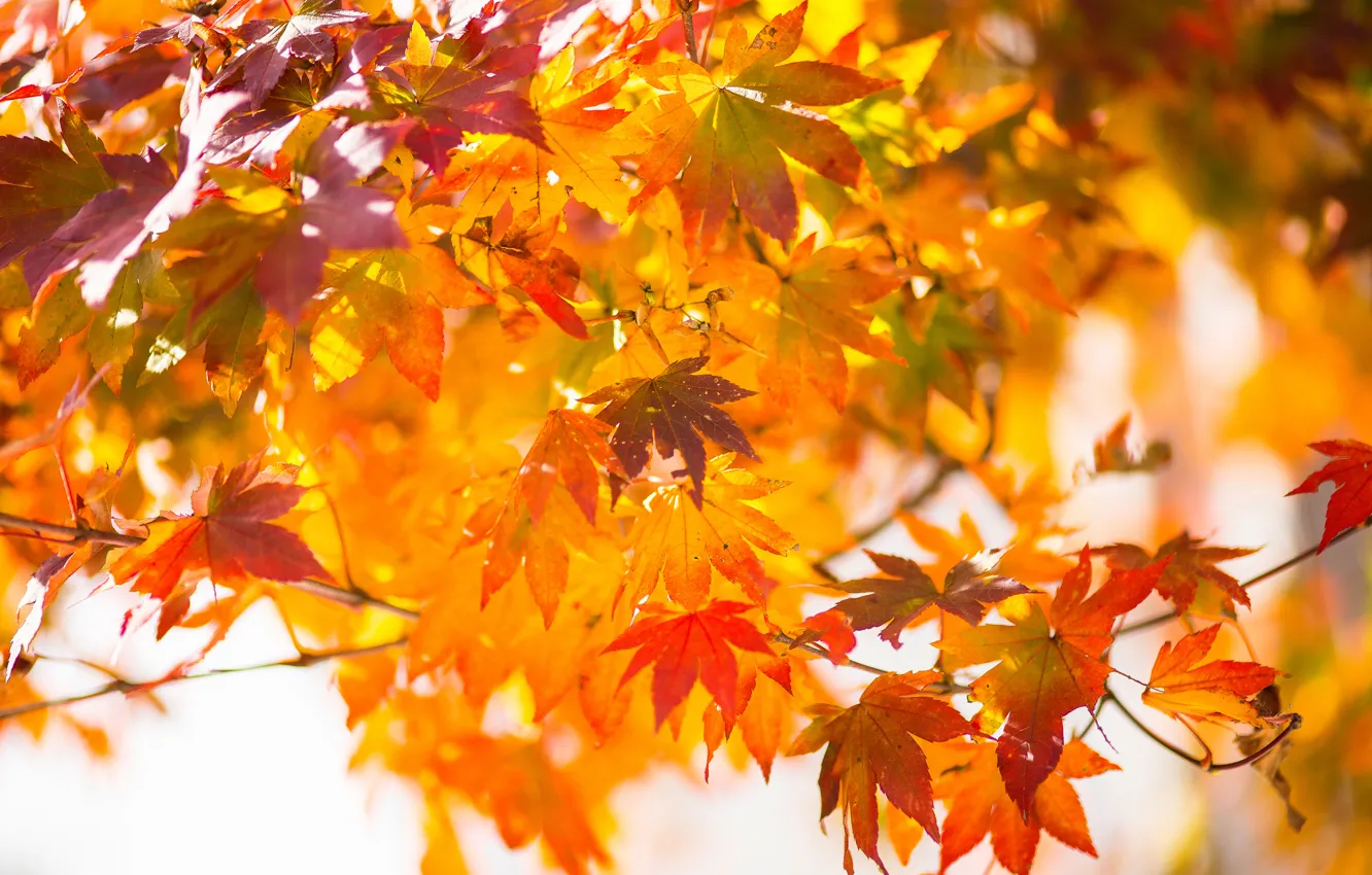 Photo wallpaper autumn, leaves, macro, branches