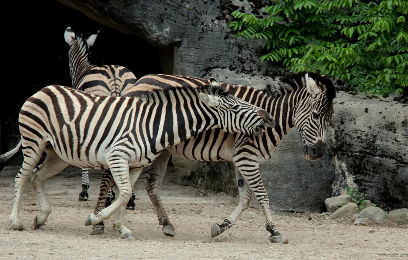 Photo wallpaper animals, black and white, Zebra