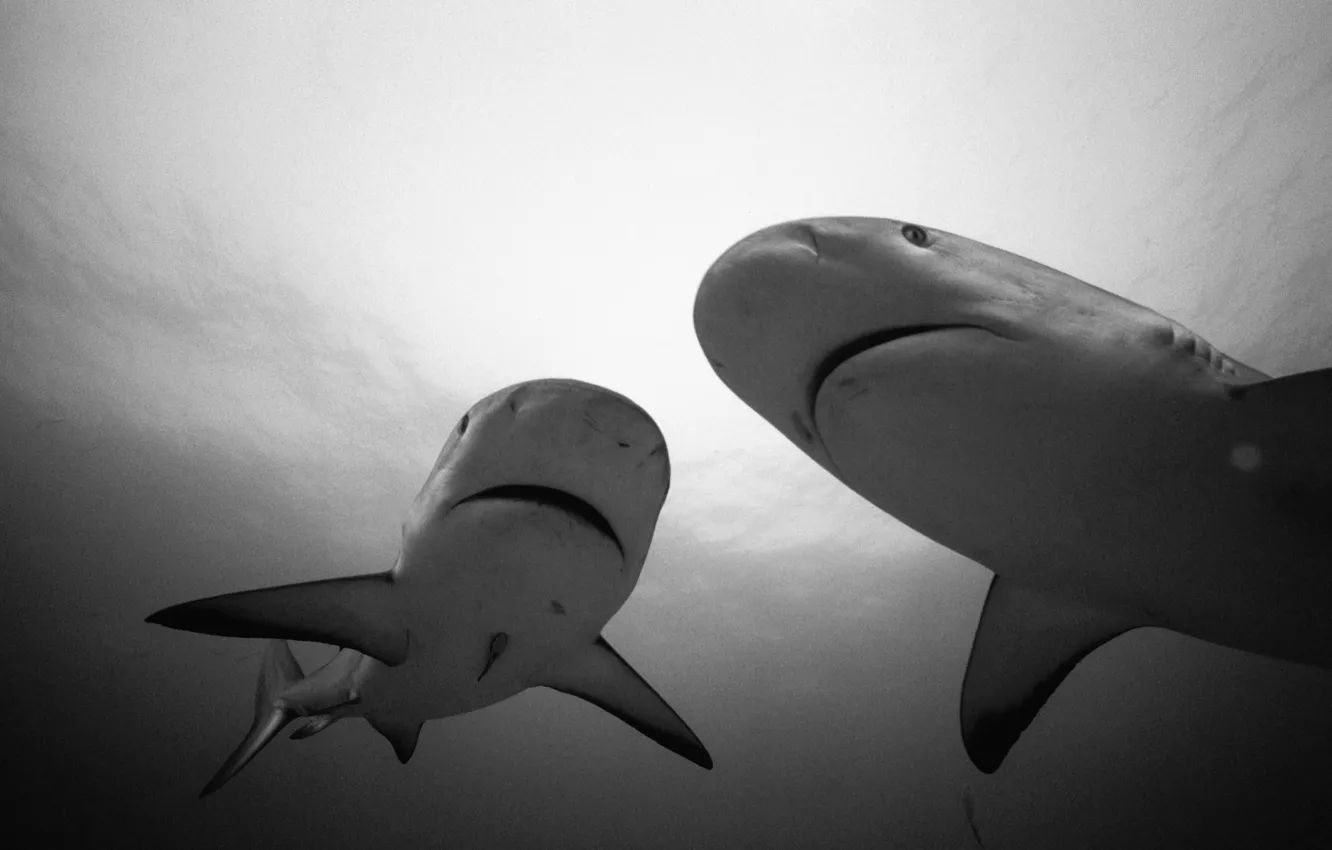 Photo wallpaper shark, white