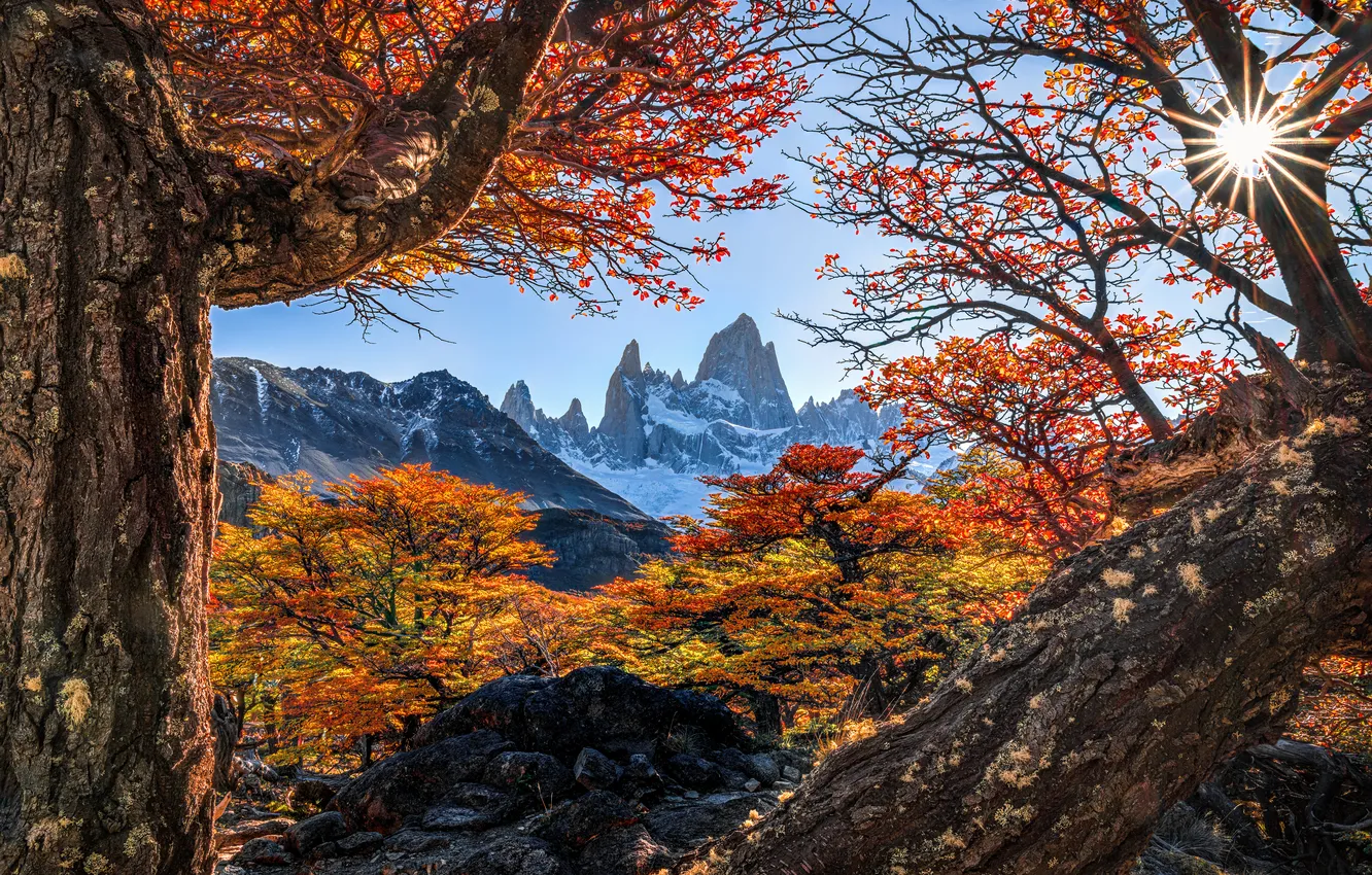 Photo wallpaper the sun, trees, mountains, branches, Argentina, Patagonia