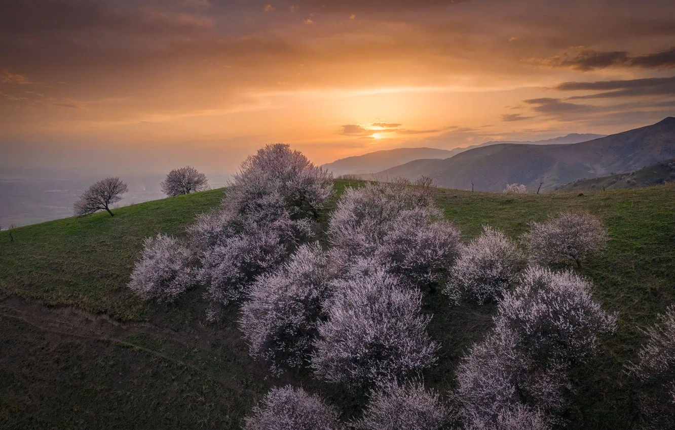 Photo wallpaper light, trees, mountains, fog, dawn, hills, Asia, spring