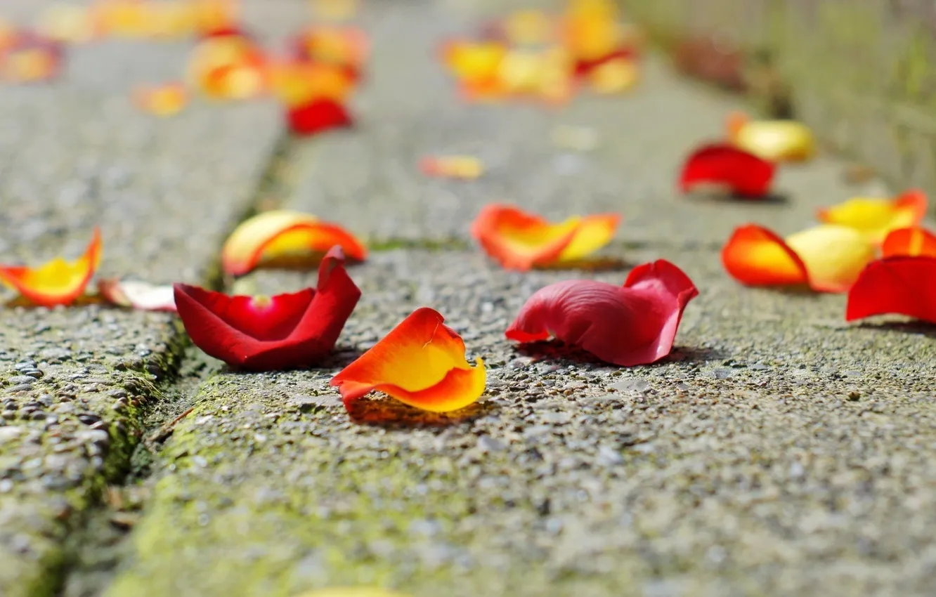 Photo wallpaper sadness, roses, petals