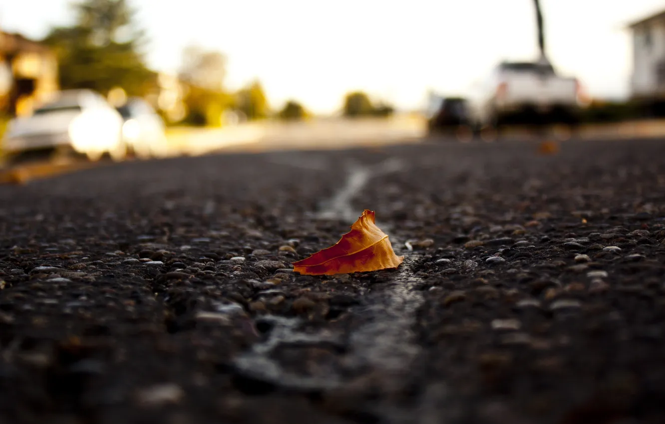 Photo wallpaper road, asphalt, leaves, macro, blur