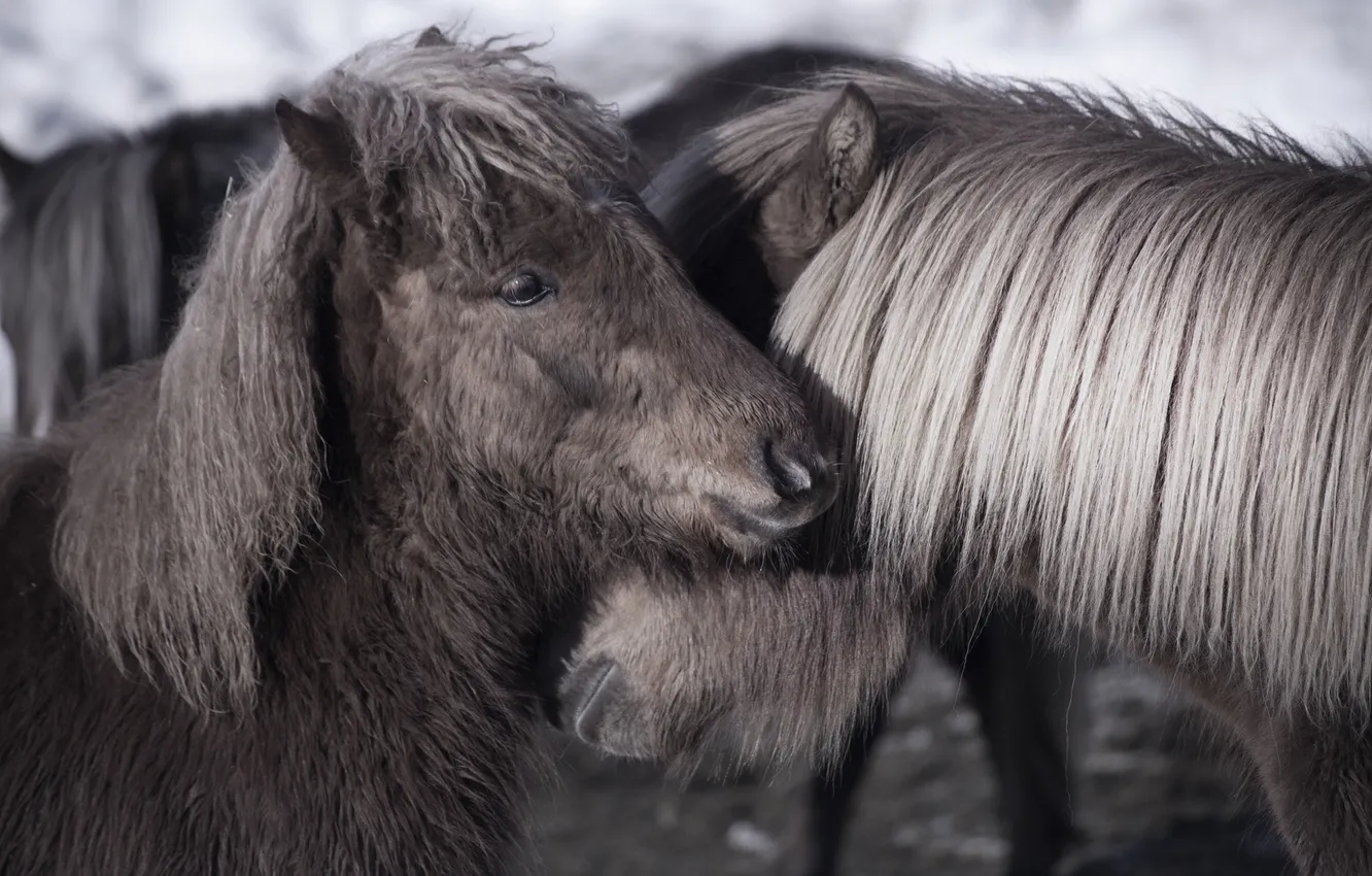 Photo wallpaper horse, pair, mane, pony