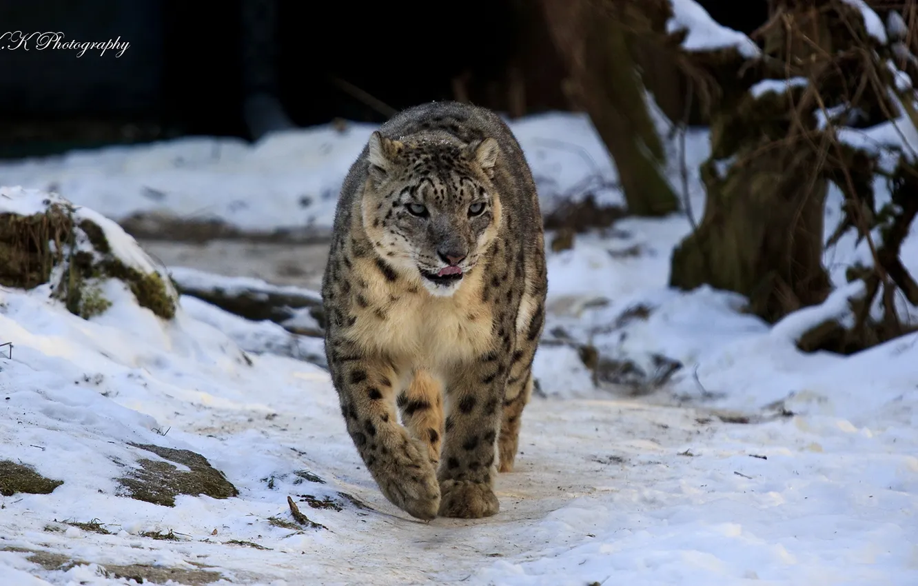 Photo wallpaper snow, IRBIS, snow leopard, snow leopard, walk
