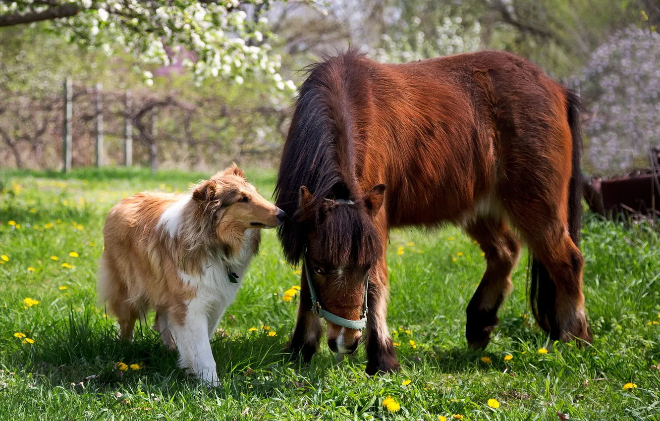 Photo wallpaper nature, dog, pony