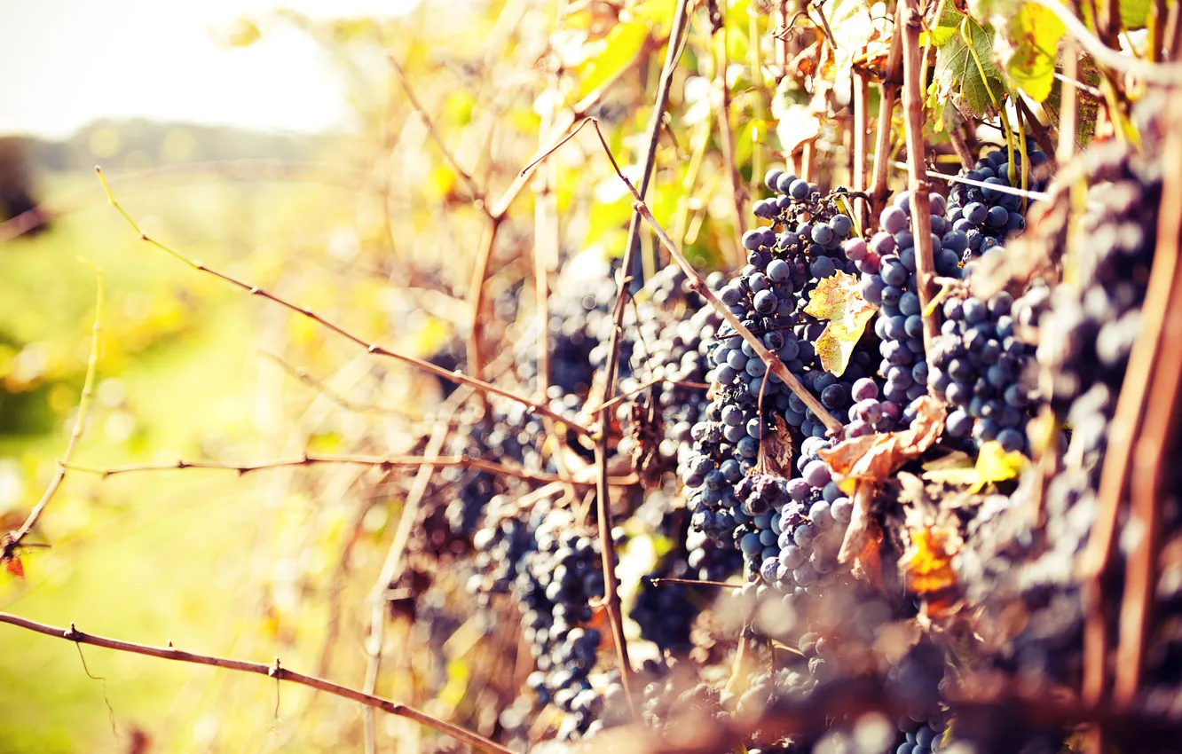 Photo wallpaper autumn, the sun, grapes, vine, grapes, warm day