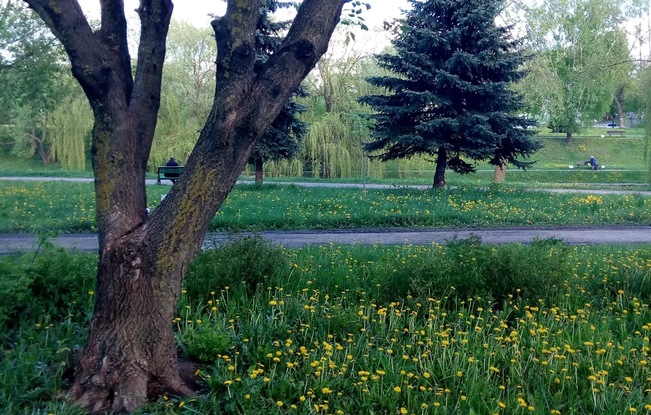 Photo wallpaper trees, Park, spring, Belarus