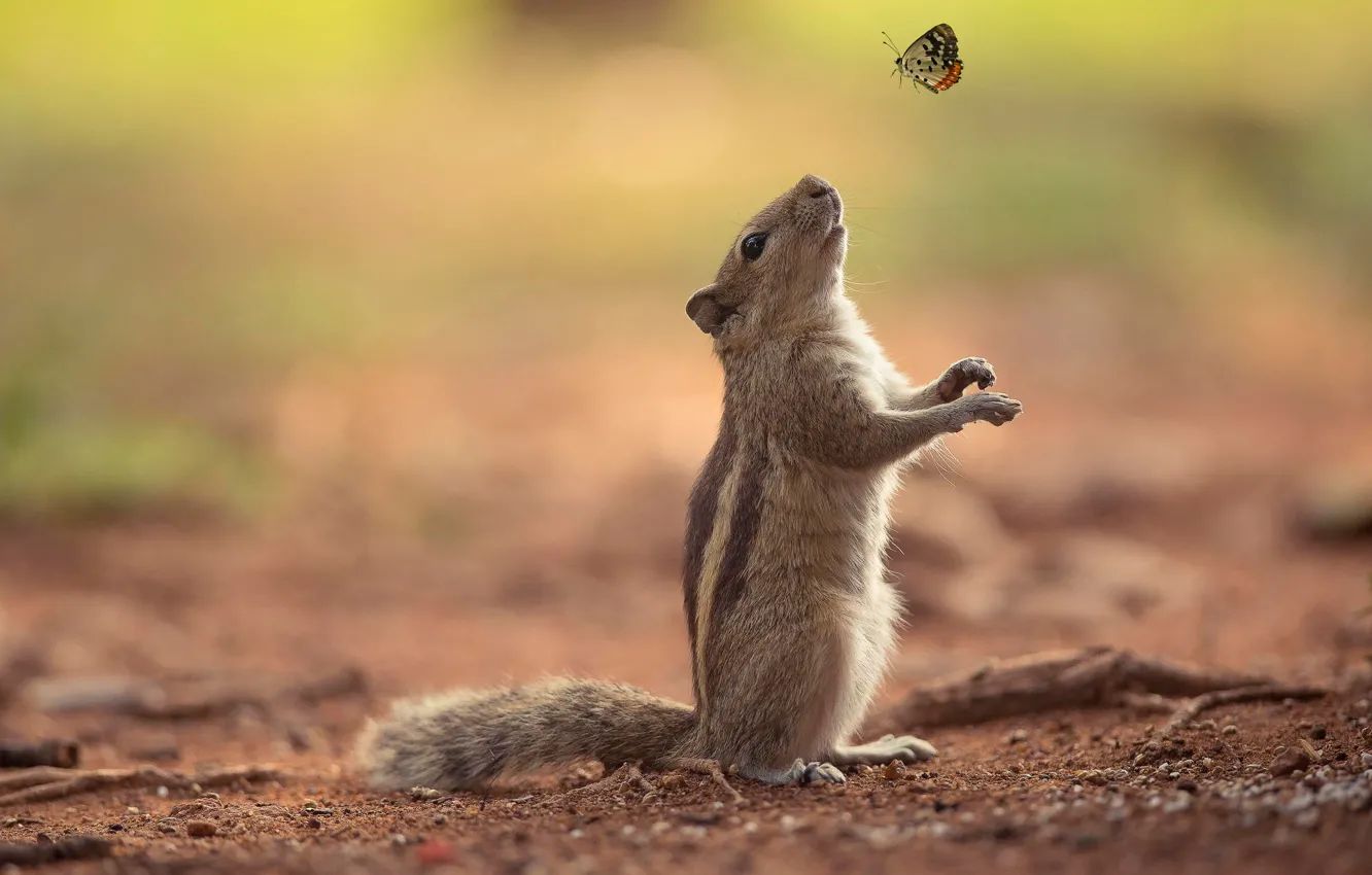 Photo wallpaper butterfly, protein, friendship