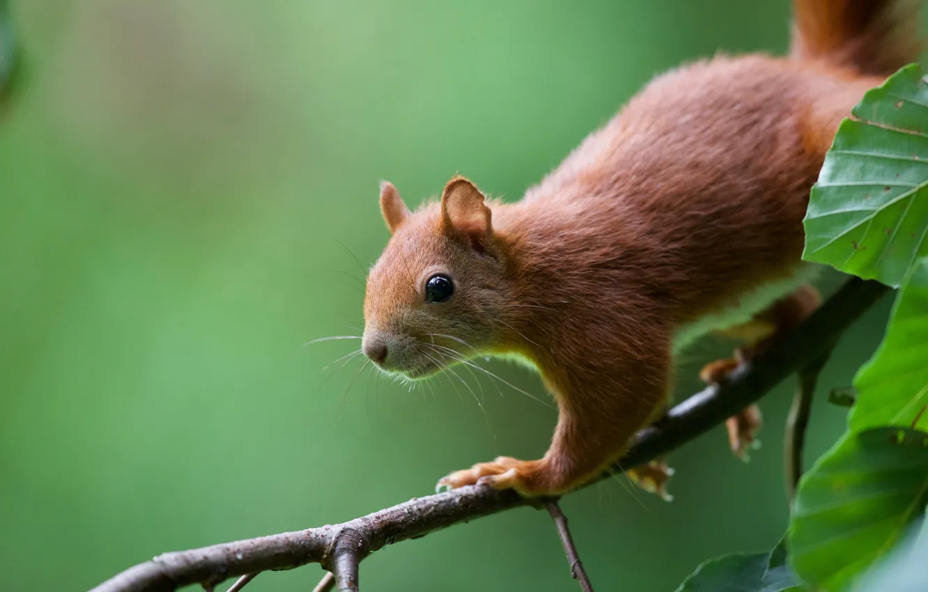 Photo wallpaper leaves, branches, background, protein, red, squirrel