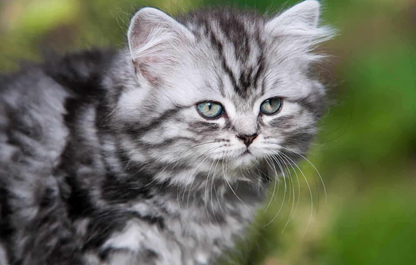 Photo wallpaper mustache, kitty, British longhair cat