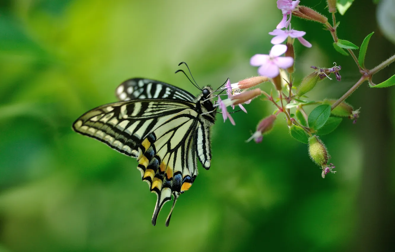 Photo wallpaper flowers, background, butterfly, swallowtail