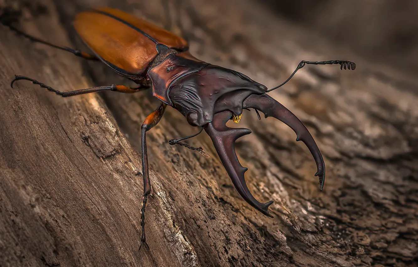 Photo wallpaper nature, beetle, Cyclommatus pahangensis
