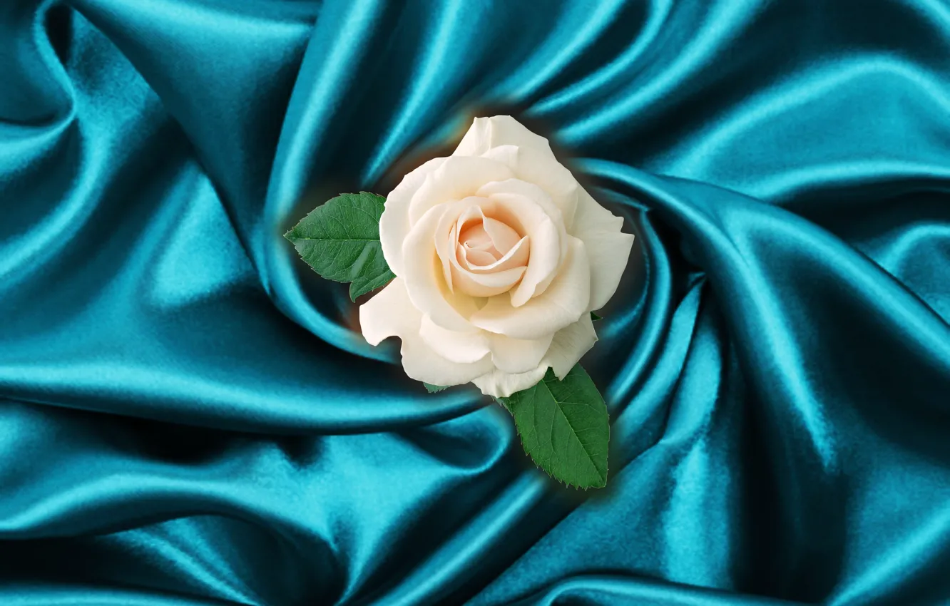 Photo wallpaper rose, flower, macro