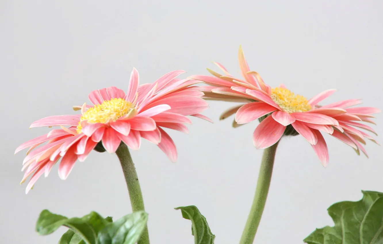 Photo wallpaper leaves, nature, plant, petals, gerbera
