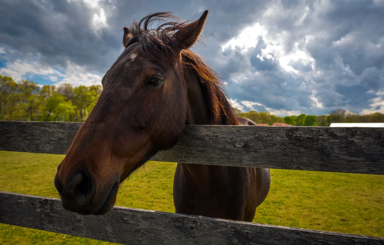 Photo wallpaper nature, horse, the fence