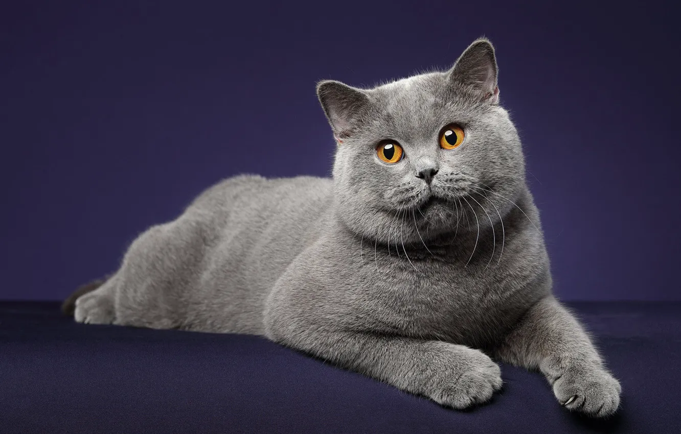Photo wallpaper cat, cat, look, pose, grey, lies, face, British