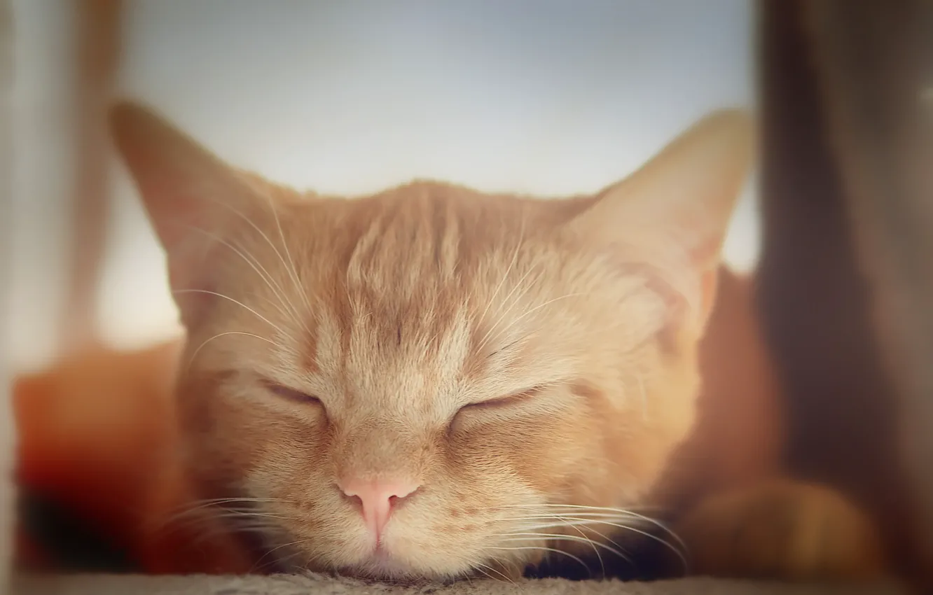 Photo wallpaper cat, cat, sleeping, kitty, Kota, red face