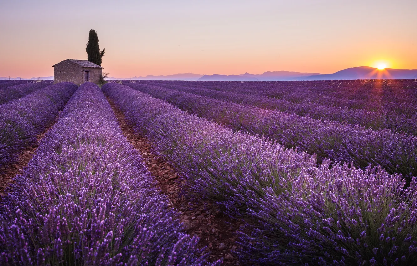 Photo wallpaper flowers, house, lavender, plantation, lavender field